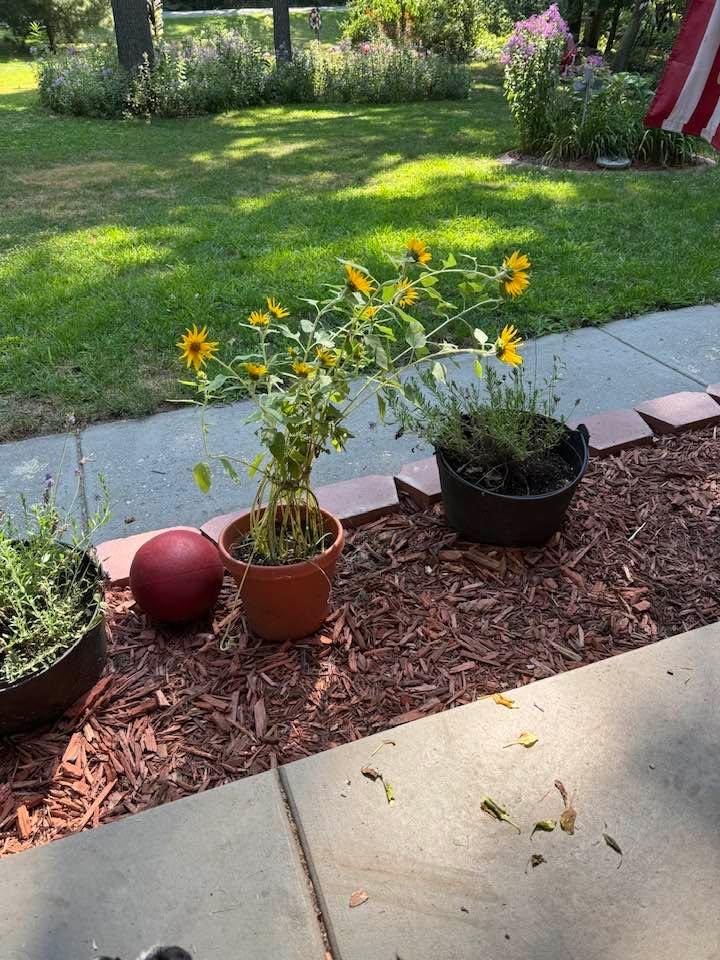 Sunflower seeds came from FL