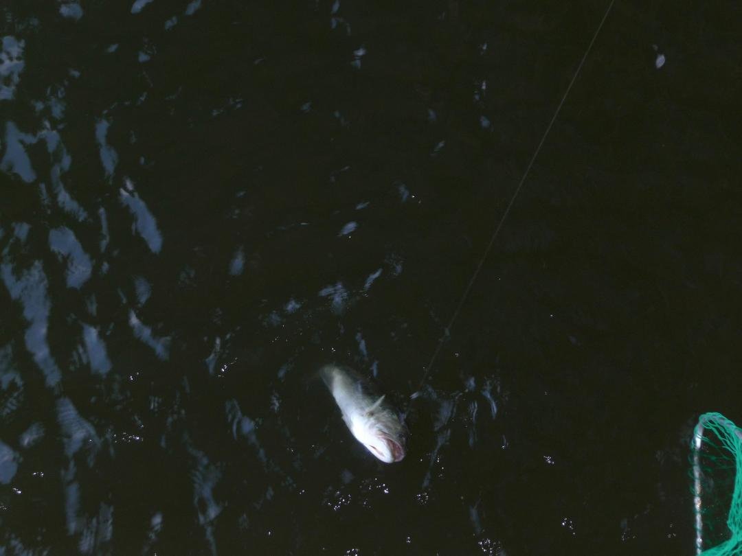 Rex Meyer's album, Fishing at Toledo Bend