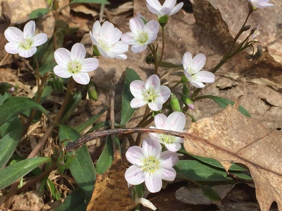 Beautiful flowers along the way all around Hardy Lake