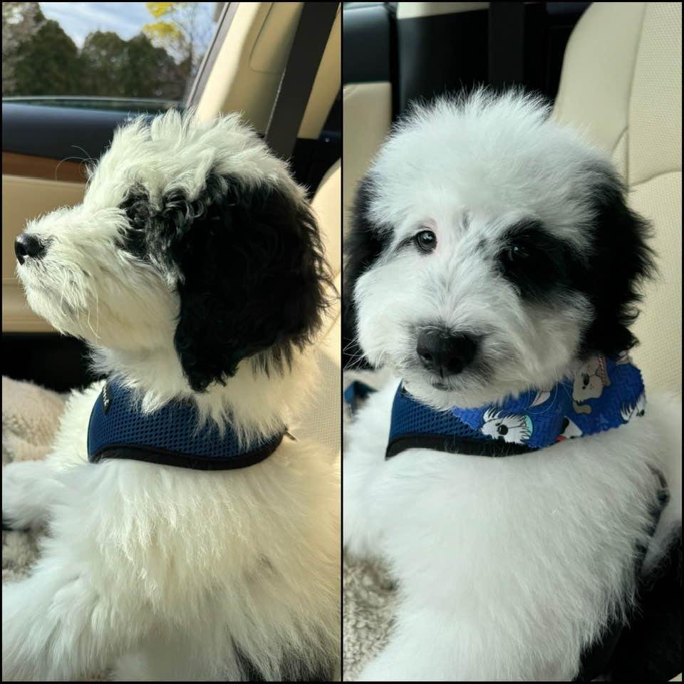 Did I bring home the right dog 🐶😳from the groomer?lol (also different light going there this morning & maybe that is why the color is so different) but..he came home with a big puffy head lol