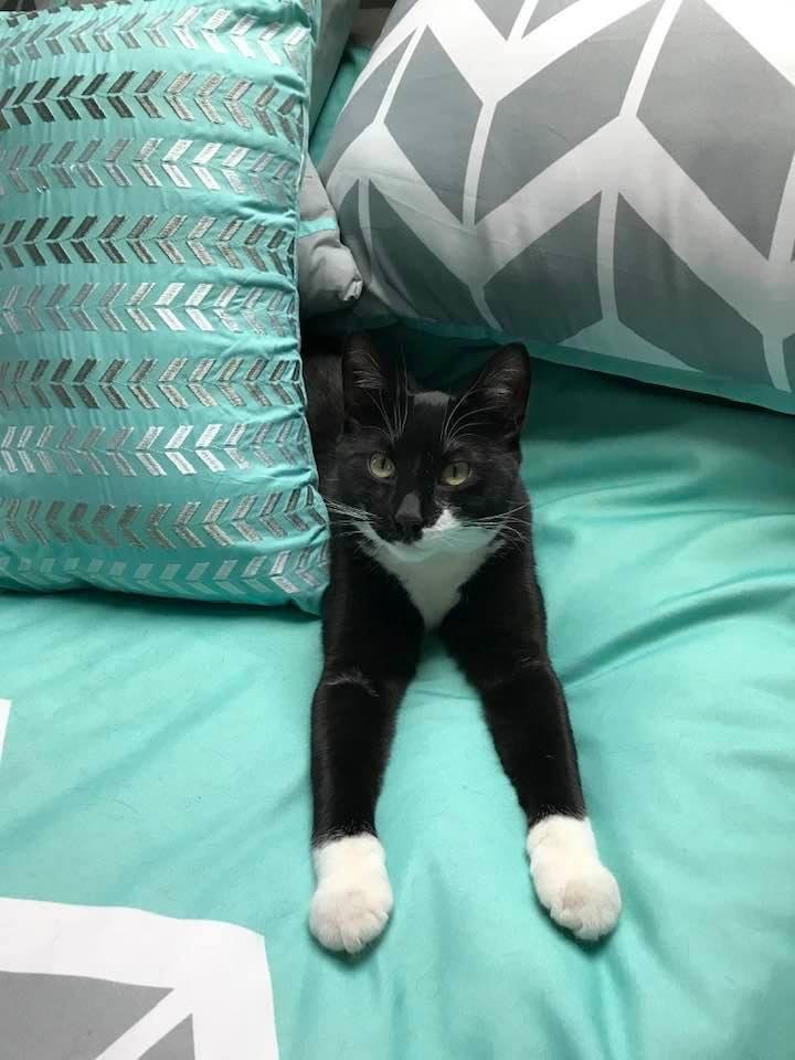 Happy national cat day. I have grown since this picture I am so big now!