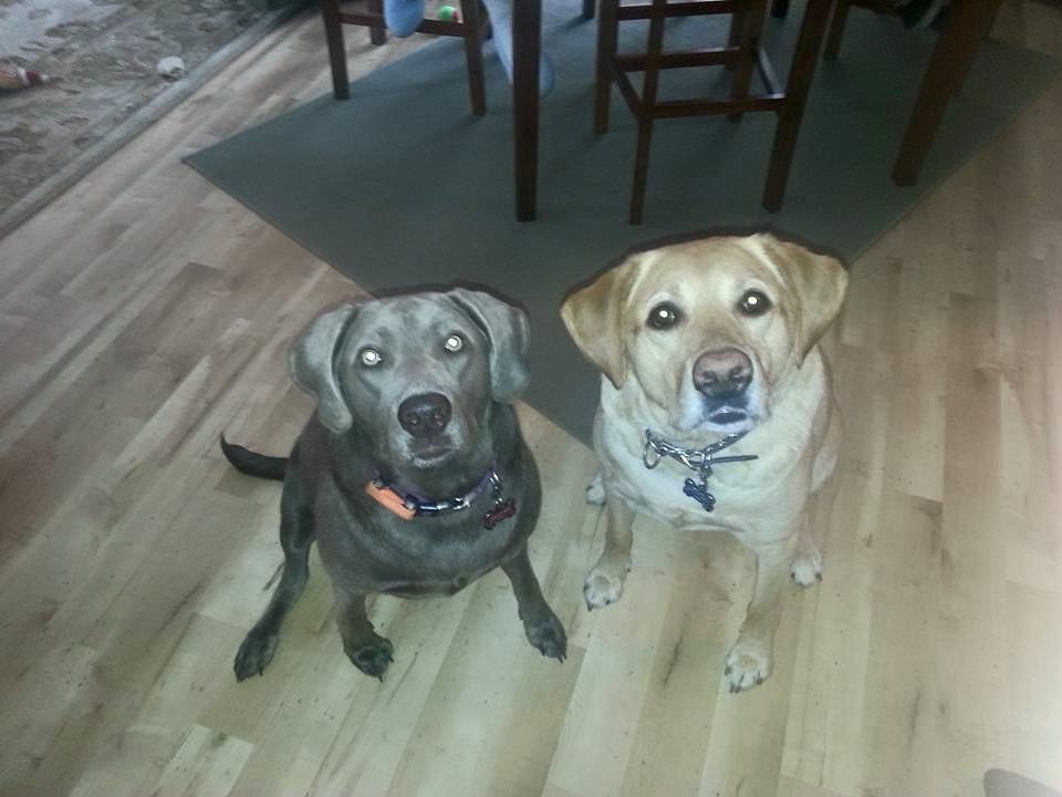 Happy national dog day to my babies-Danny Boy & Baileys Irish Cream