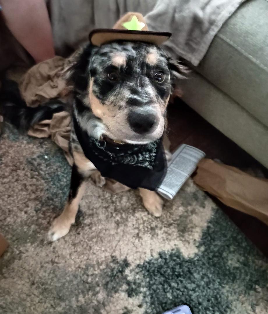 Grand pup posing as a sheriff this a.m