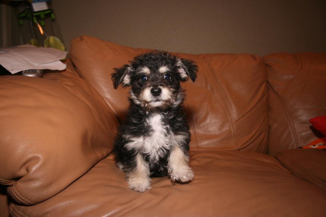 After we had to put Gigi down we found this new addition at the pound. Meet Little Bear