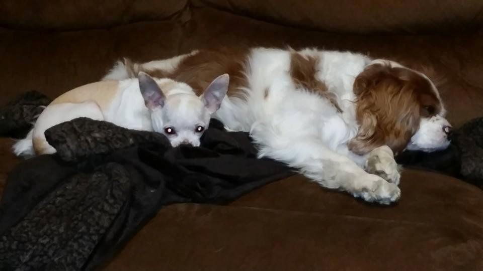 Two buddies , Gable and Chewy, the "devil dog". :)