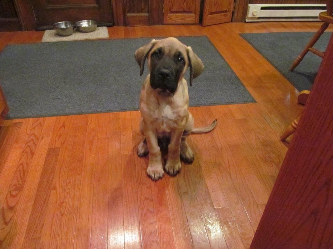 The newest member of our family is Simon, an English Mastiff who is 3 months old in this picture. He is very smart and is training us well.