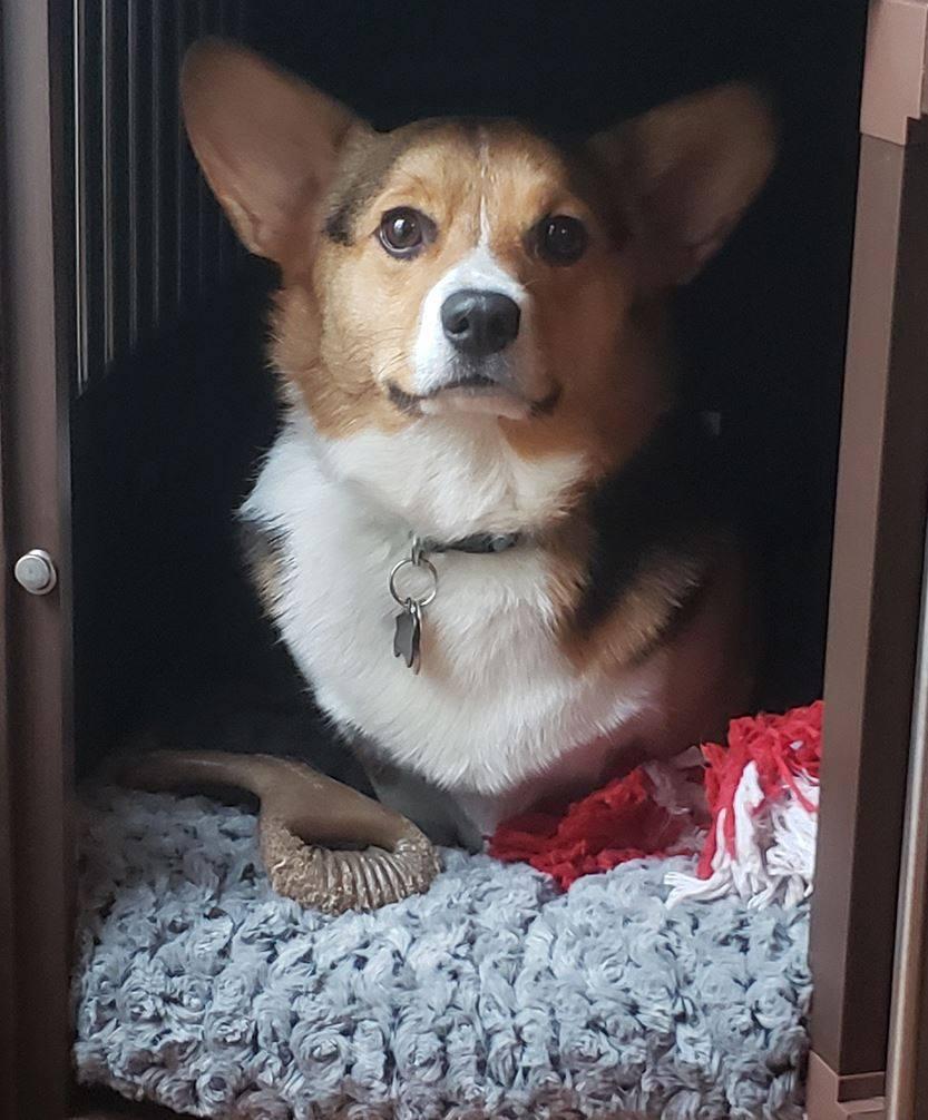 Happy Dog Day from our little buddy, Cooper!
