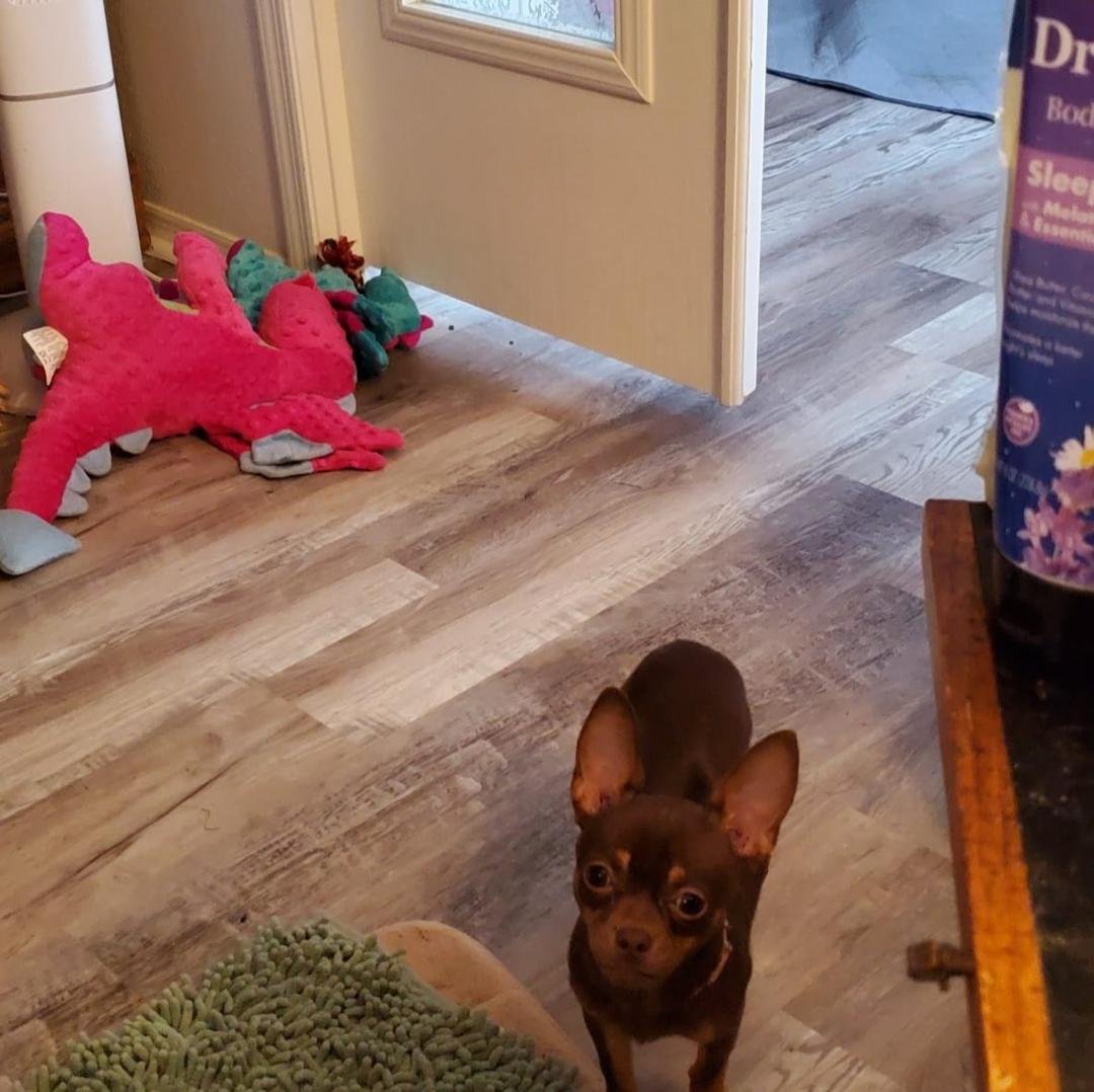 Miss B is the latest addition to my family, and I couldn't be happier! At 6 months old and 5 lbs., she's a small but mighty force of positivity and love.