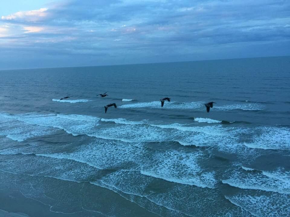 Pelicans heading to roost.