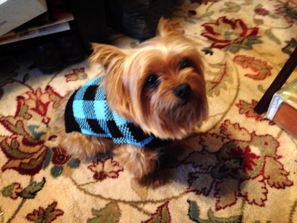 We are cold here tonight!! Winston's wearing one of his presents...