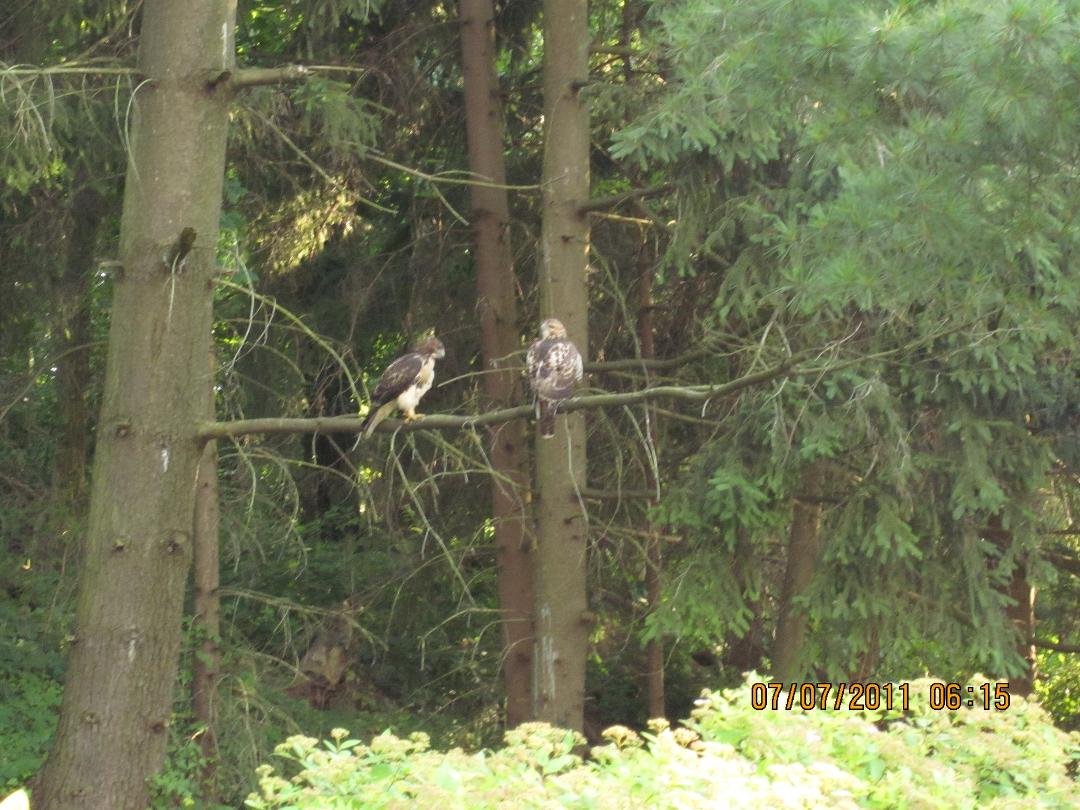 Hawks on Grouse