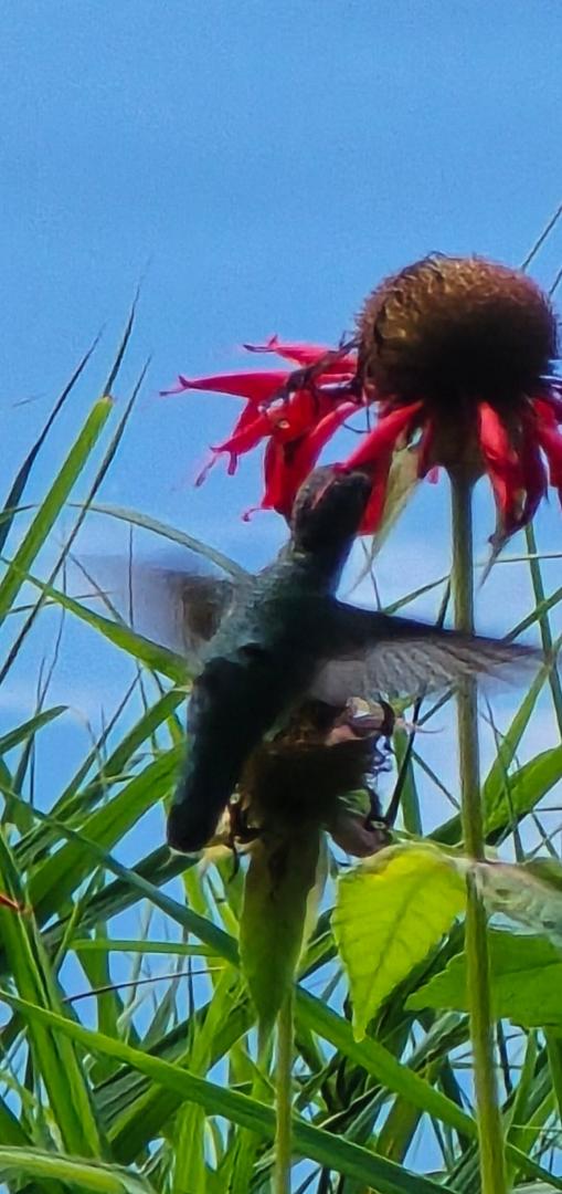A little visitor to our BeeBalm today.