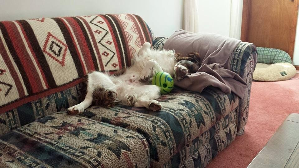 Taz wore out from playing with his ball.