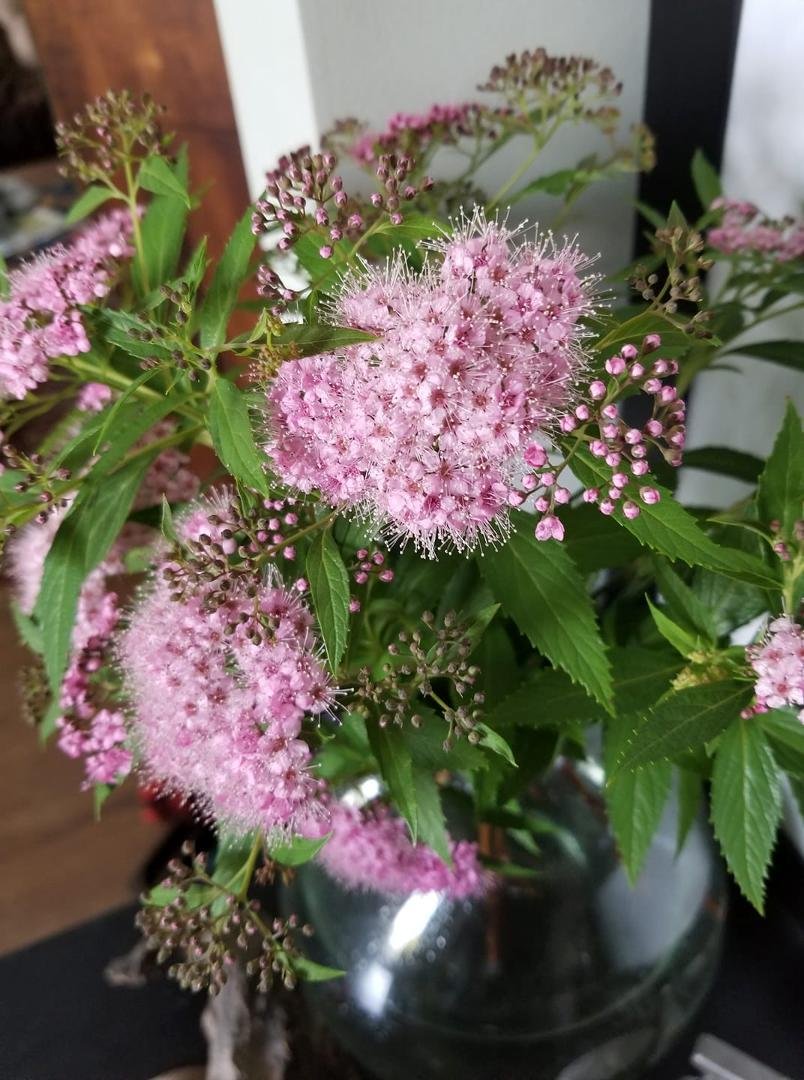 I'm racking my brain, but can't remember the name of this flower! Anyone?