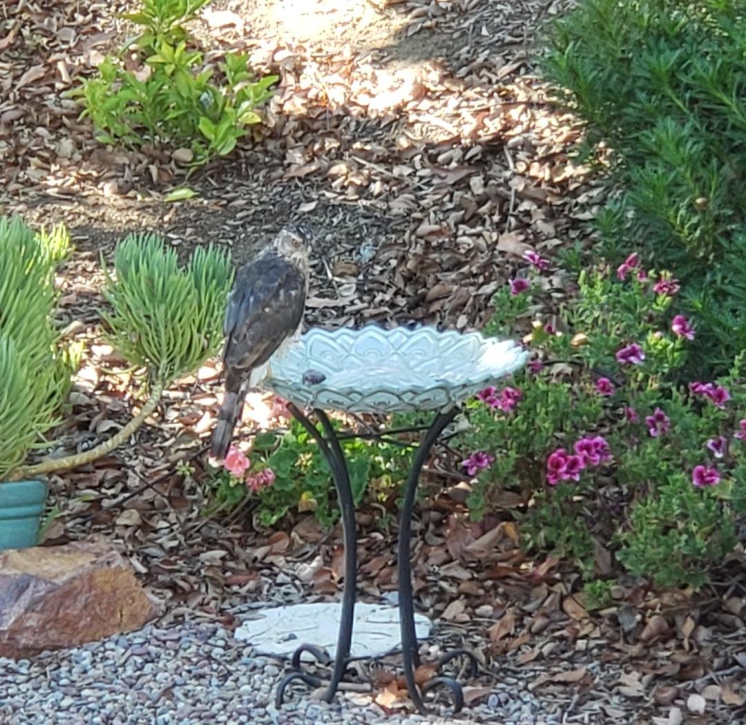 This hawk has been patiently waiting for a squirrel. I'm rooting for the hawk, as the squirrels have invaded my tomatoes!! 🍅🍅🍅