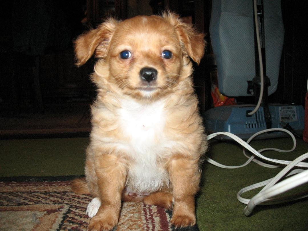 Presenting the newest member of our family. Lita.