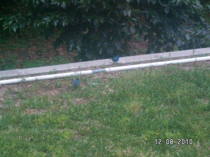 Don M Westerfield's album, Blue Buntings April 15, 2011