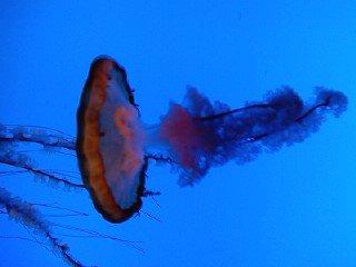 Tabitha Hanke's album, birthday trip to the aquarium 2010