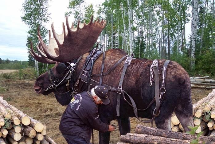 Check out this horse with horns!!!! I am a thinking this might pull more than our mules can. Lefty