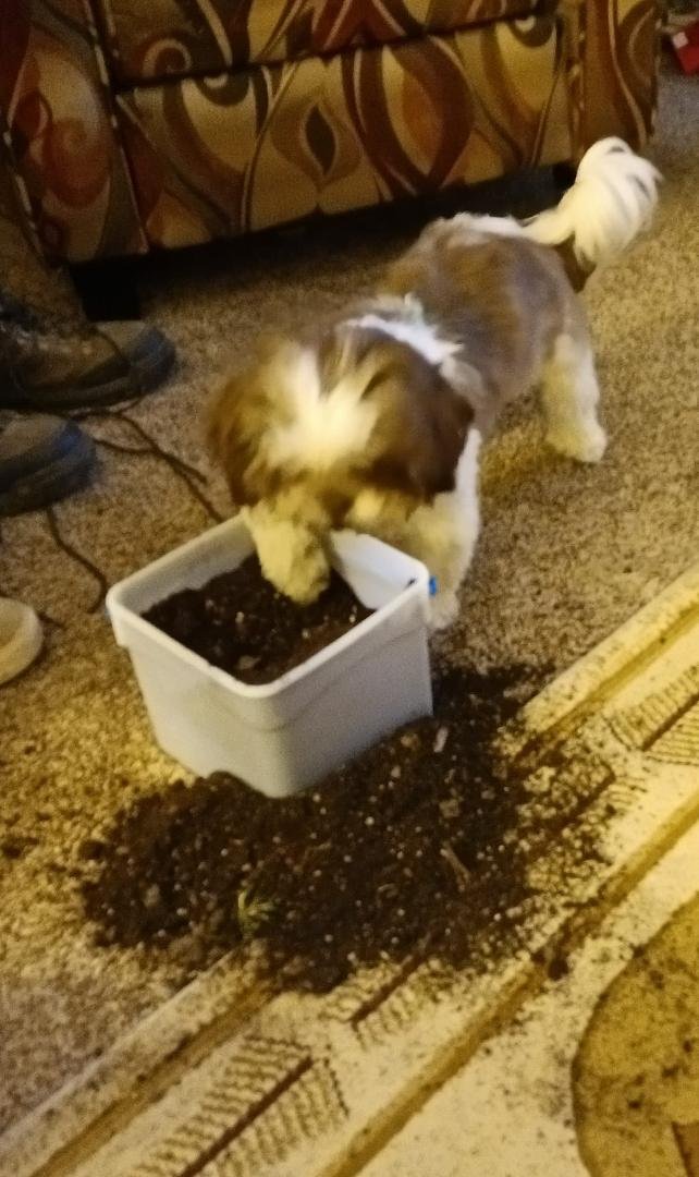 Can't turn your back. Next she will wash her feet in the water dish. Which puts mud on the kitchen floor! Gotta love her.