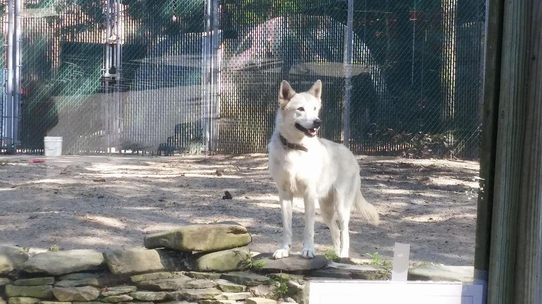 Nakita Wolf Hybrid....