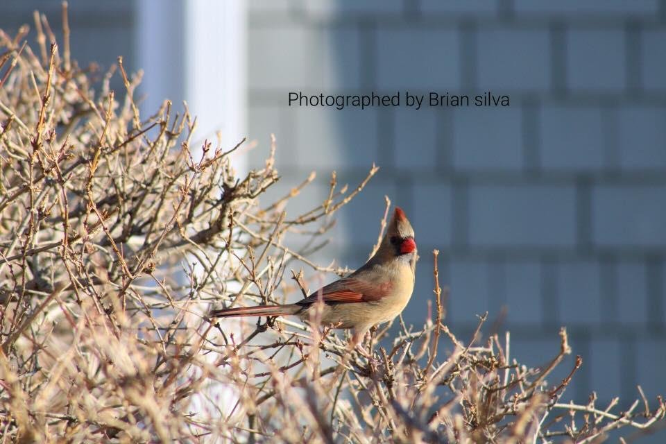 Brian Silva's album, Mobile Uploads
