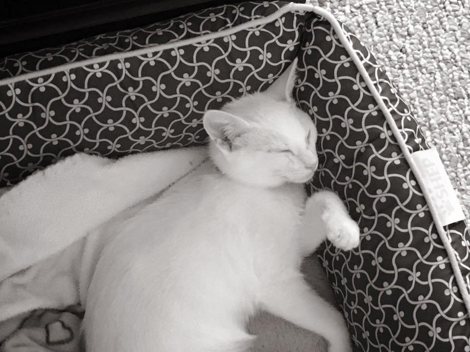 Fofa is recharging her battery. She will be a crazy cat when she wakes up. I can’t get pictures at that time.