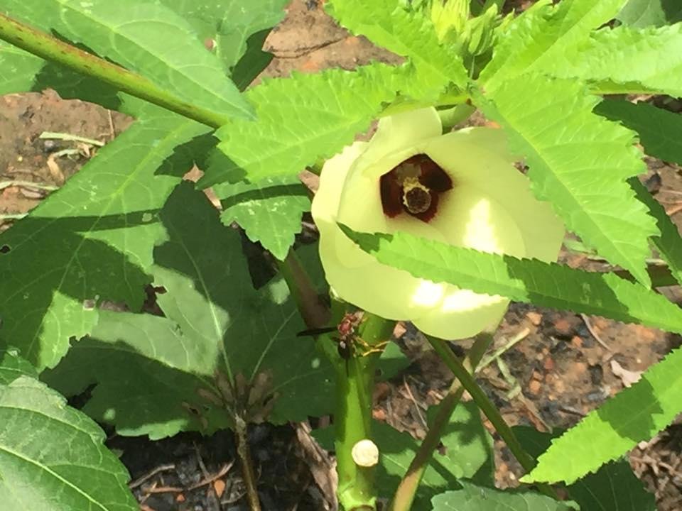 John Parks' album, Mobile Uploads