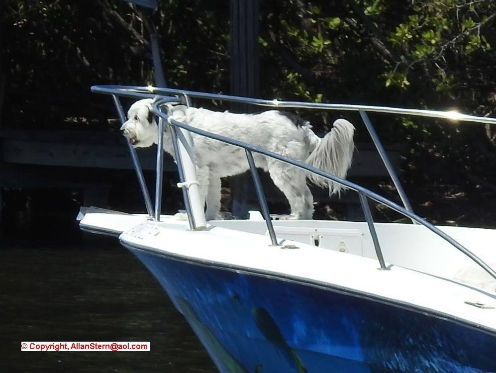 A gorgeous boat-dog.
(Satellite Beach FL, 27 May 2017)
