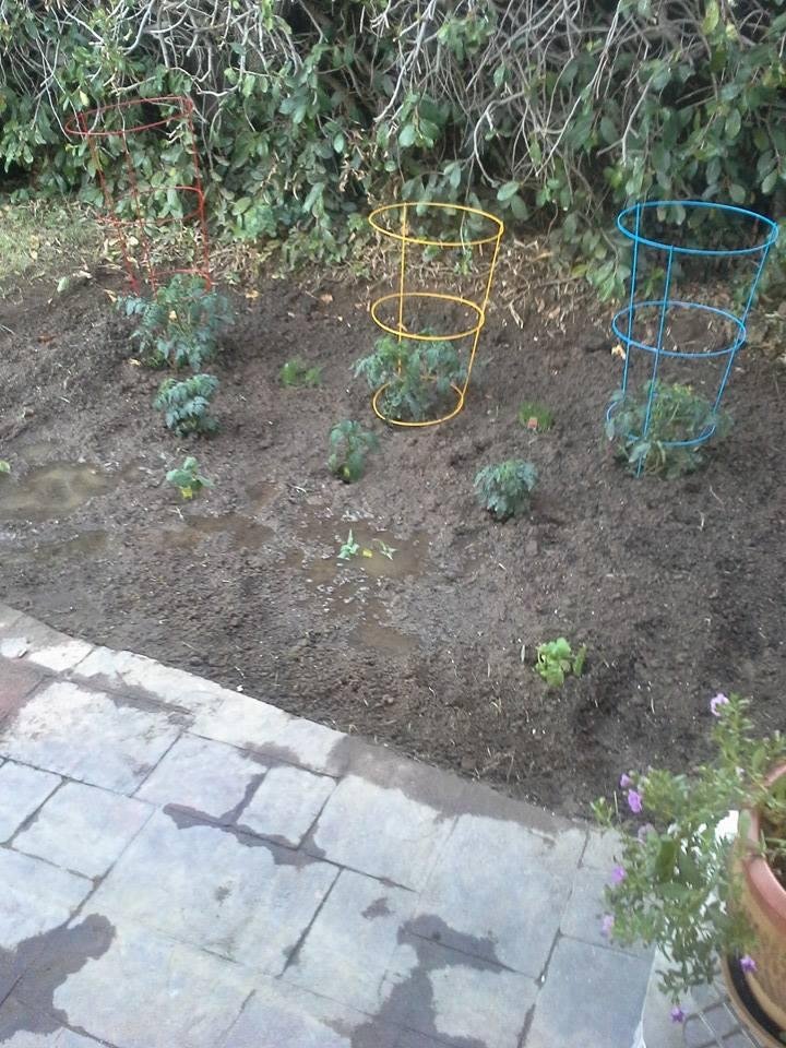 I planted a vegetable garden today Cathryn Oltman & Mary Wynne Madewell. I await your judgments.