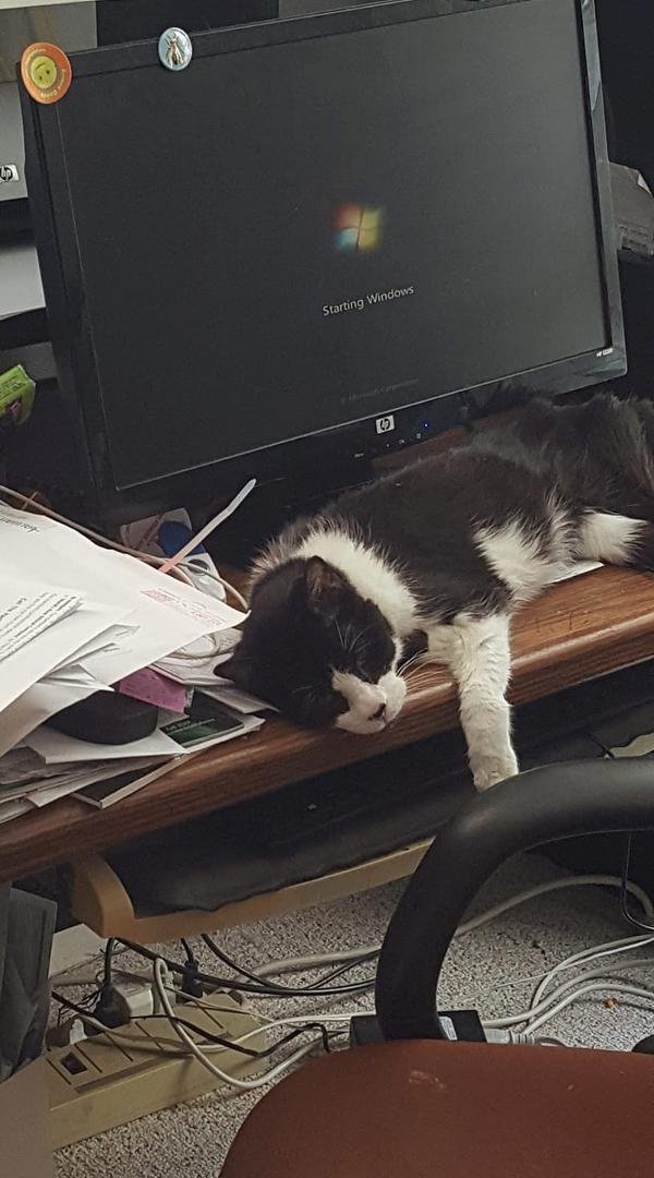 I think the cat is telling me something.