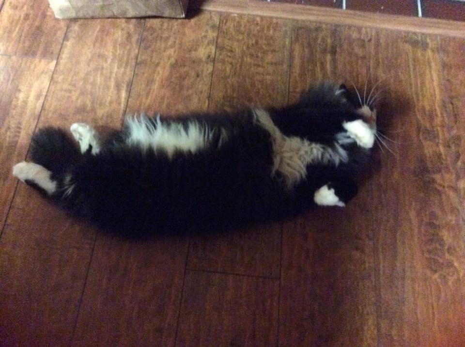This is Stewball resting in front of the hearth today. During winter, cabin life brings out the lazy in all of us.