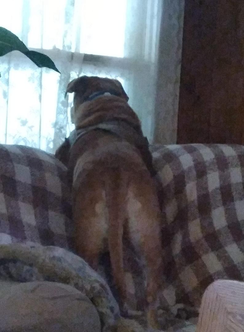 Daisy Mae earlier today watching for her daddy to come in. <3