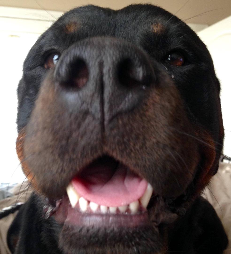 Spoiled Rottie