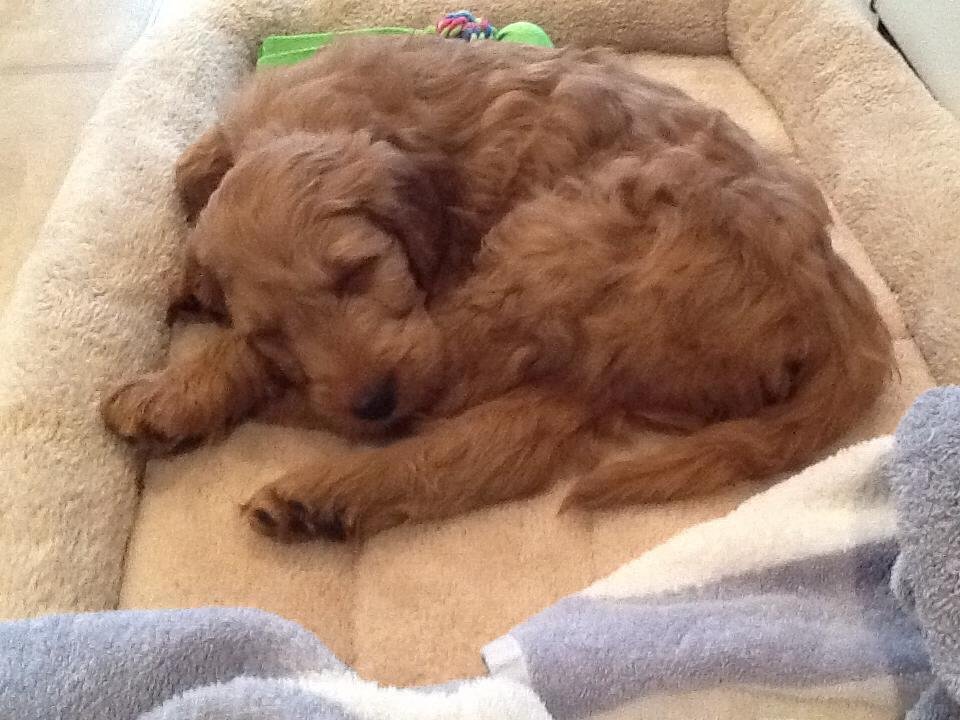 The new man in my life!