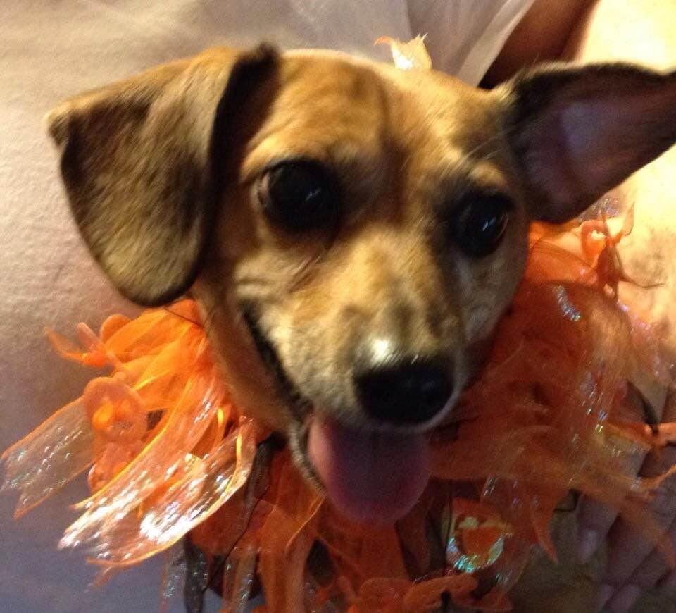 This sweet little dog went to doggie heaven this evening.  Ruby was a lovely companion over the years.  We will miss her.  The only dog I know to have her own fan club at Anadarko High School.  RIP sweet Ruby. ❤️