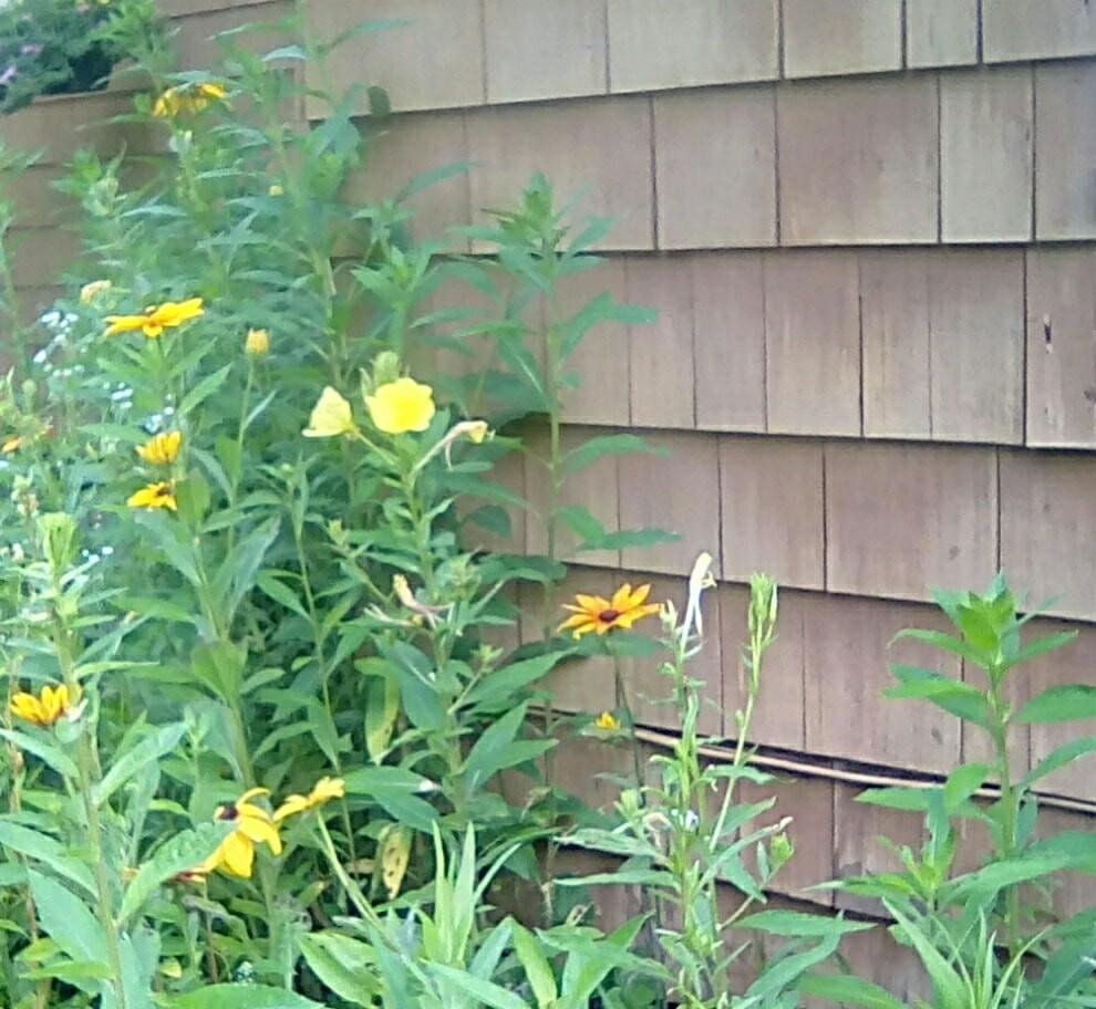 Evening primrose, gloriosa daisy, & white heath daisies