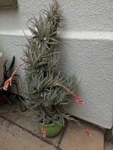Unidentified species of tillandsia ("air plant") glued to a vertical piece of driftwood that is anchored in a pot full of gravel.