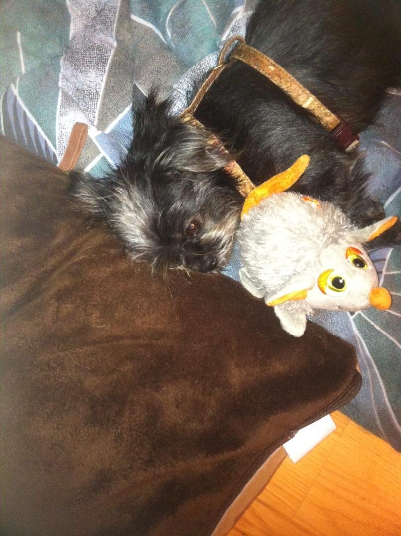 Got the toy in his bed