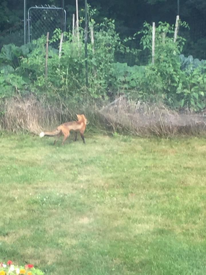 Pamela Johnson's album, Mobile Uploads
