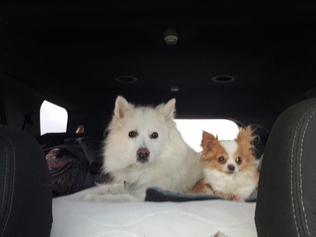 Our miniture American Eskimo had a mini stroke today. He couldn't use his hind legs. We got him right in to our awsome veterinarian. She checked him out and he just got better. When he got home, he went out the doggie door