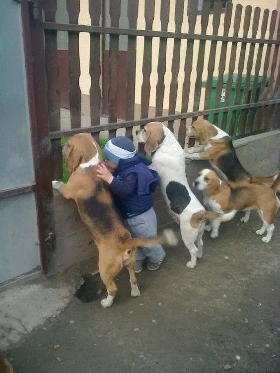 OK "Cuz"...Howard Du Bose....this one is for you! "A boy and his dogs..........LOL!