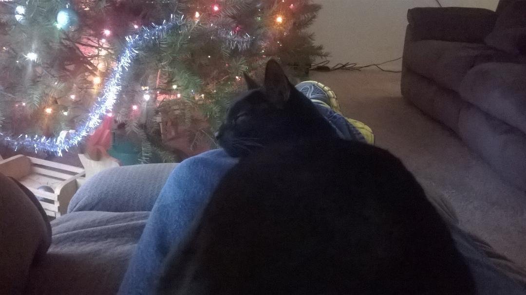 What a kitty 🐱!