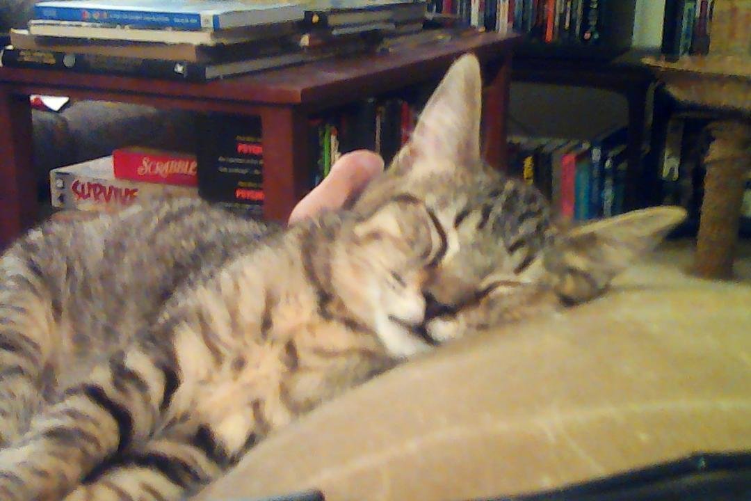I've been stuck here for ten minutes, unable to go prepare my dinner without disturbing Buster's bliss.