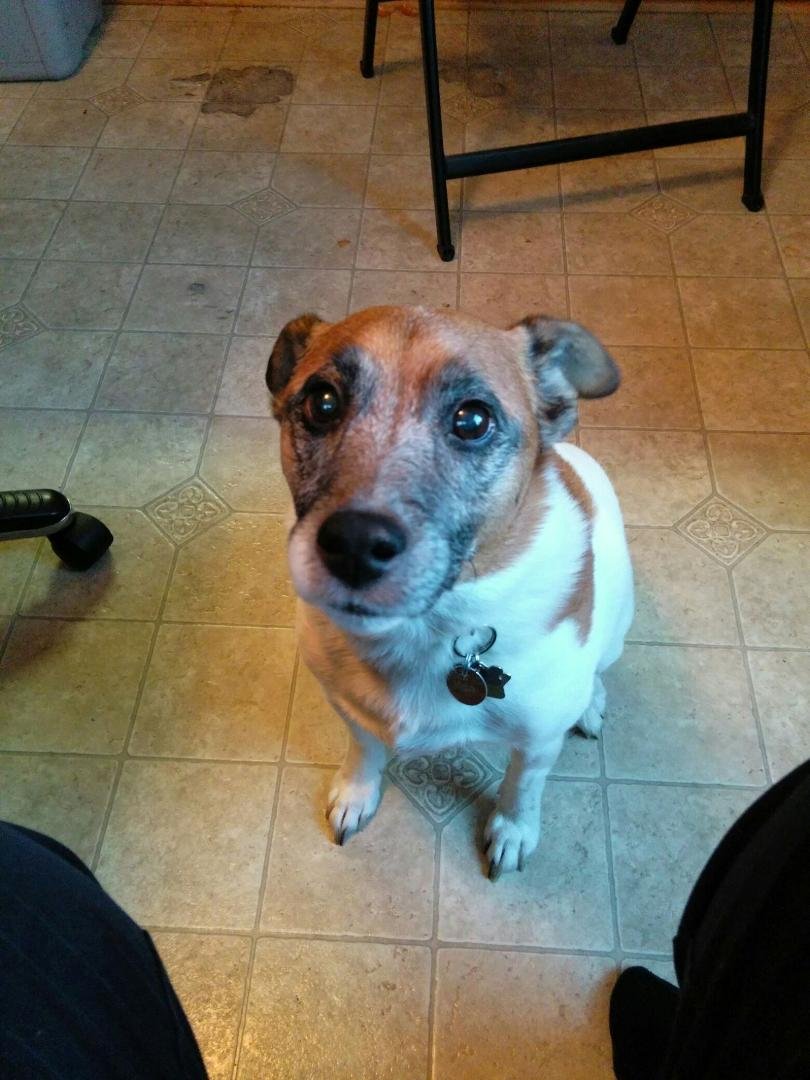 Our dear Louie crossed the bridge this evening. He brought so much love, joy, and life to our family. He leaves a huge hole in each of our hearts. Run in peace, dear Louie.