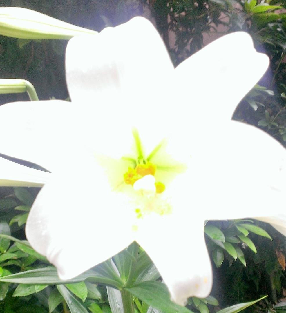 Favorite flowers