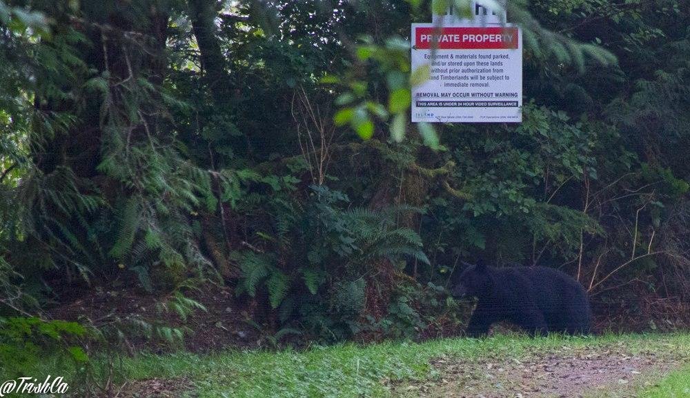 So this happened today. Teaser, more photos to come. Anyone who knows me knows I'm petrified of bears.