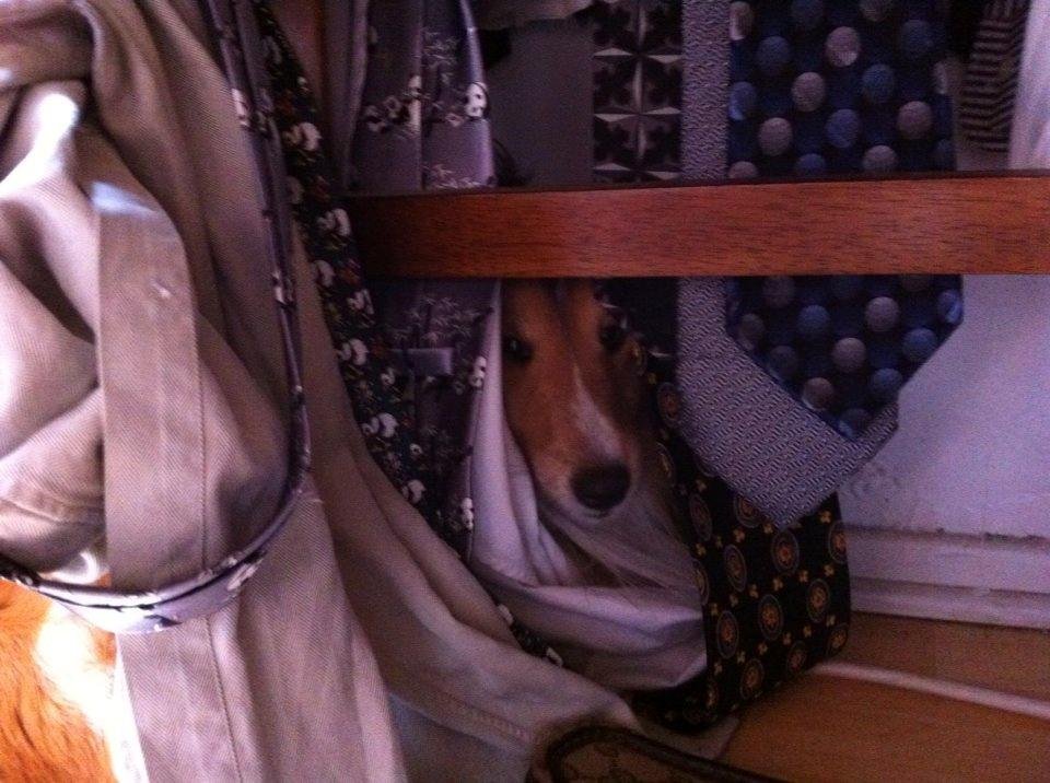 This is what fireworks does to my dog