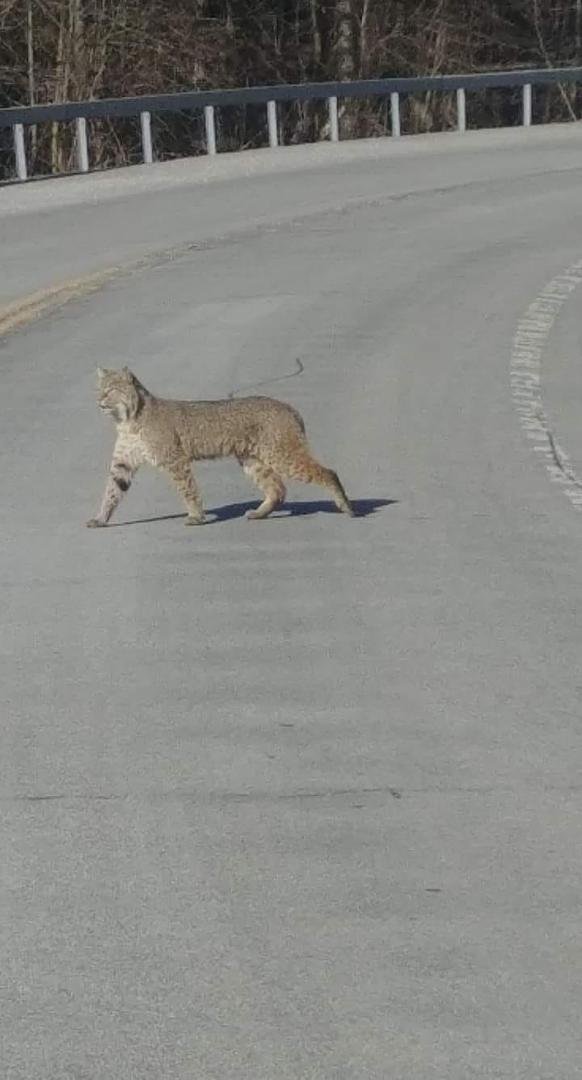My son Jordan encountered a bobcat crossing the road in front of his car