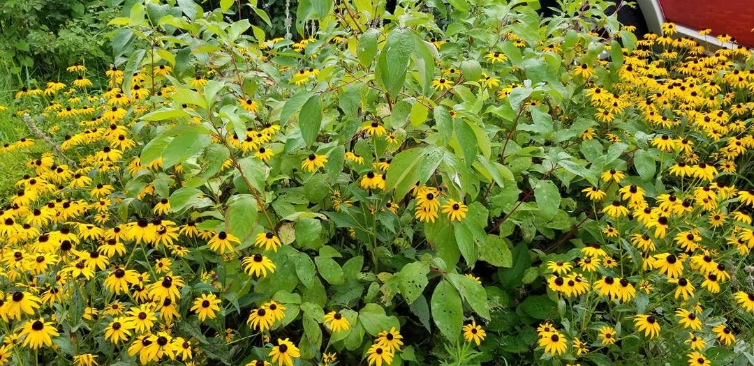 Our red twig dogwood is surrounded by black eyed susans.